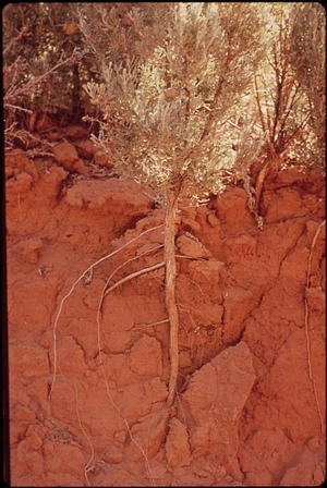 Plant in desert showing deep roots under the ground